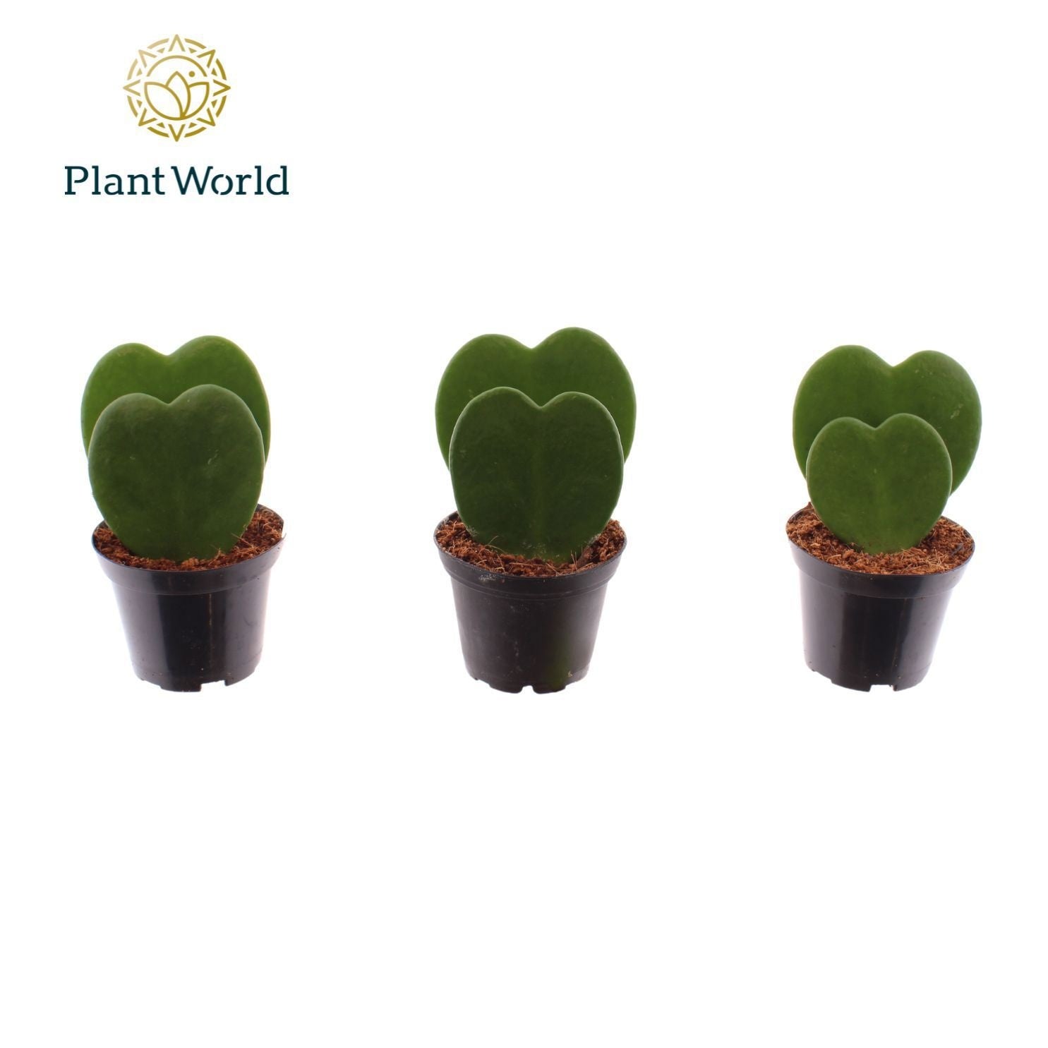 Hoya Kerrii 2pp