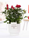 Rose Bm Rood Keramiek Ivy White