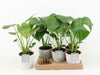 Monstera Deliciosa Keramiek Star