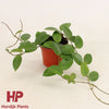 Hoya Chouke