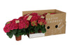 Hydrangea M High Fire Red 3+