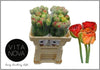 Tulip Frankrijk Du Gudoshnik Doub