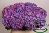 Hydrangea M Rodeo Purple
