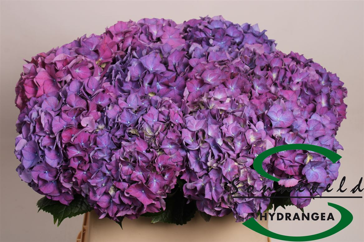 Hydrangea M Rodeo Purple