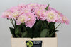 Dahlia Dec Prince Kate