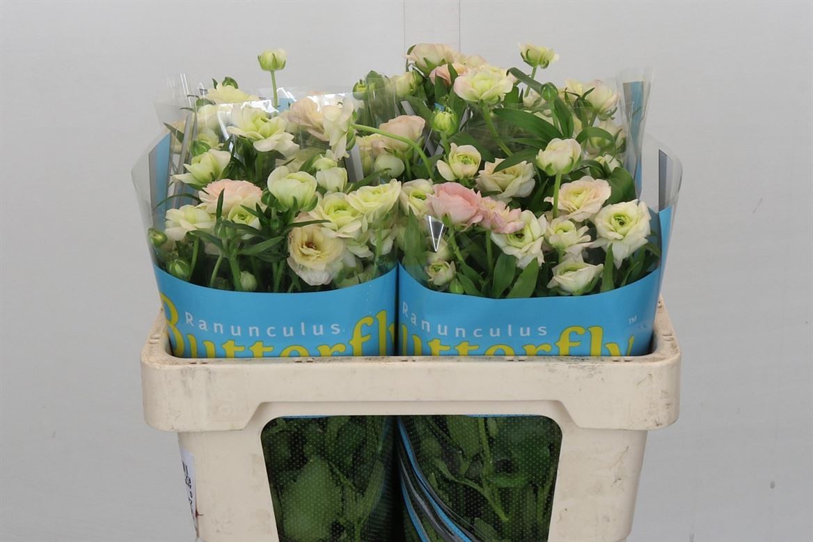 Ranunculus Butterfly Ariadne