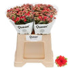 Kalanchoe Prett Red Meadow