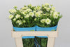 Ranunculus Butterfly Graces