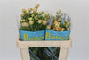 Ranunculus Butterfly Hestia