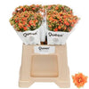 Kalanchoe Brilliant Orange Meadow