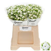 Kalanchoe Cryst White Meadow