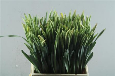 Daffodil Carlton