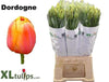 Tulip Frankrijk En Dordogne