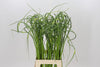 Allium Sat Ophioscor