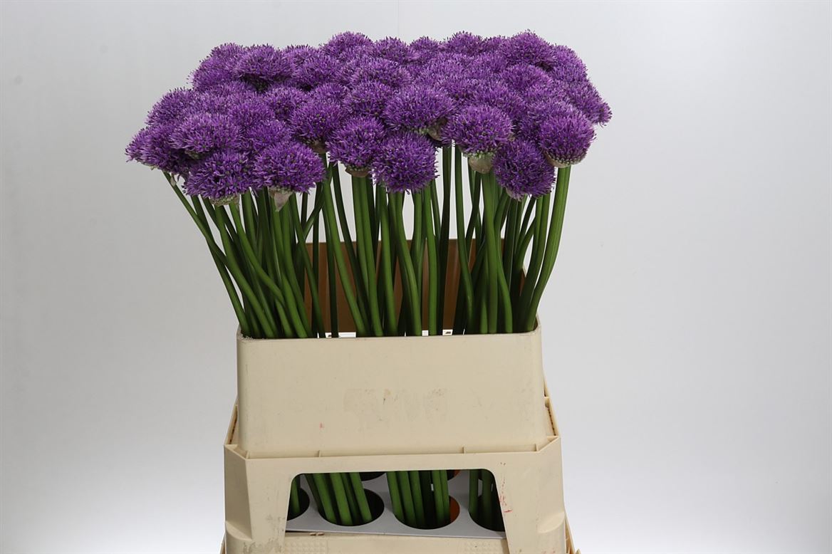 Allium Gladiator Ex