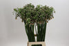 Allium Nect Siculum Bulgar