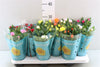 Rose Bm Gemengd Zink Louise