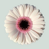 Germini Abby Lou (20 Stems)