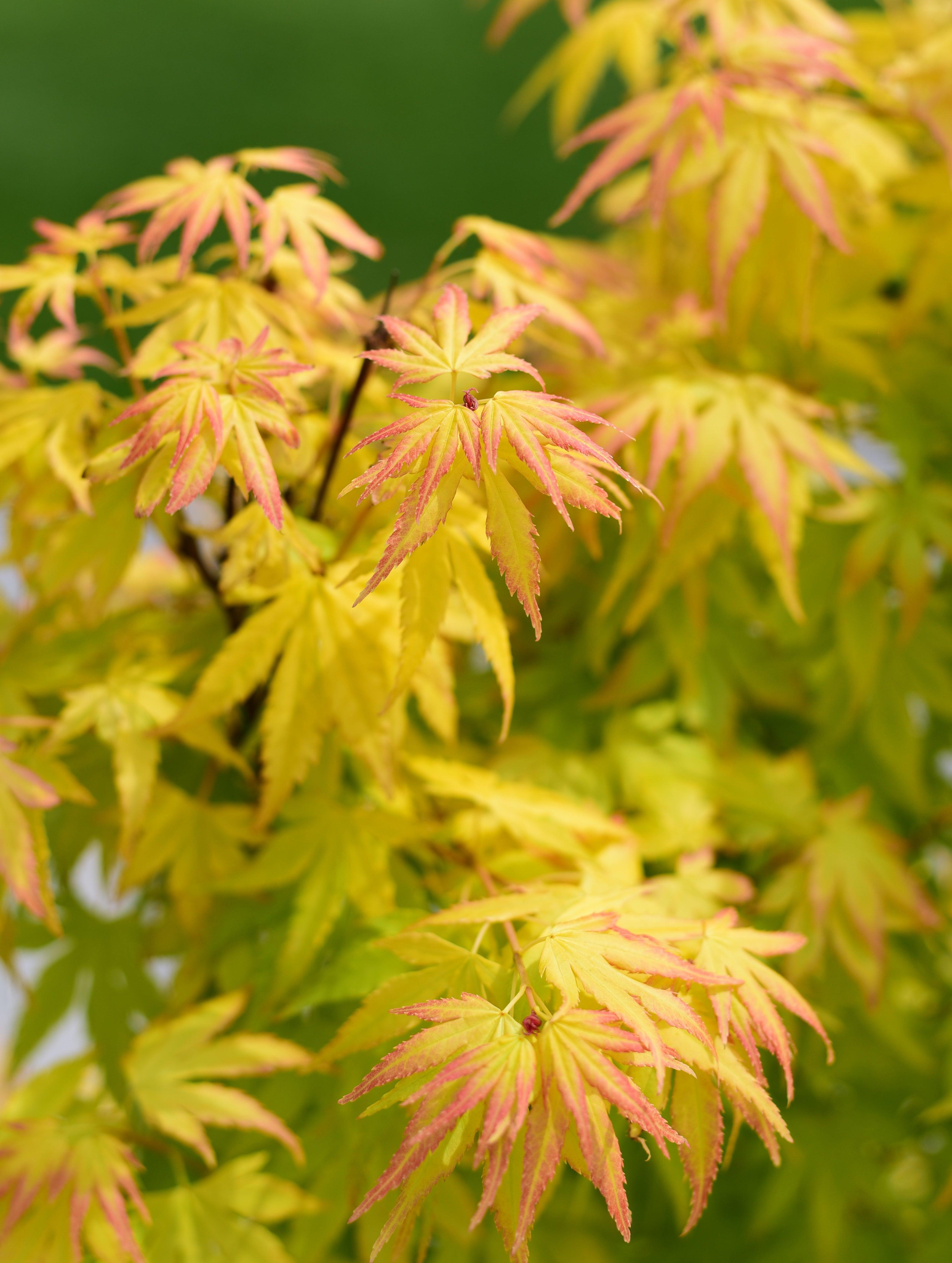 Acer palmatum 'Orange Dream'