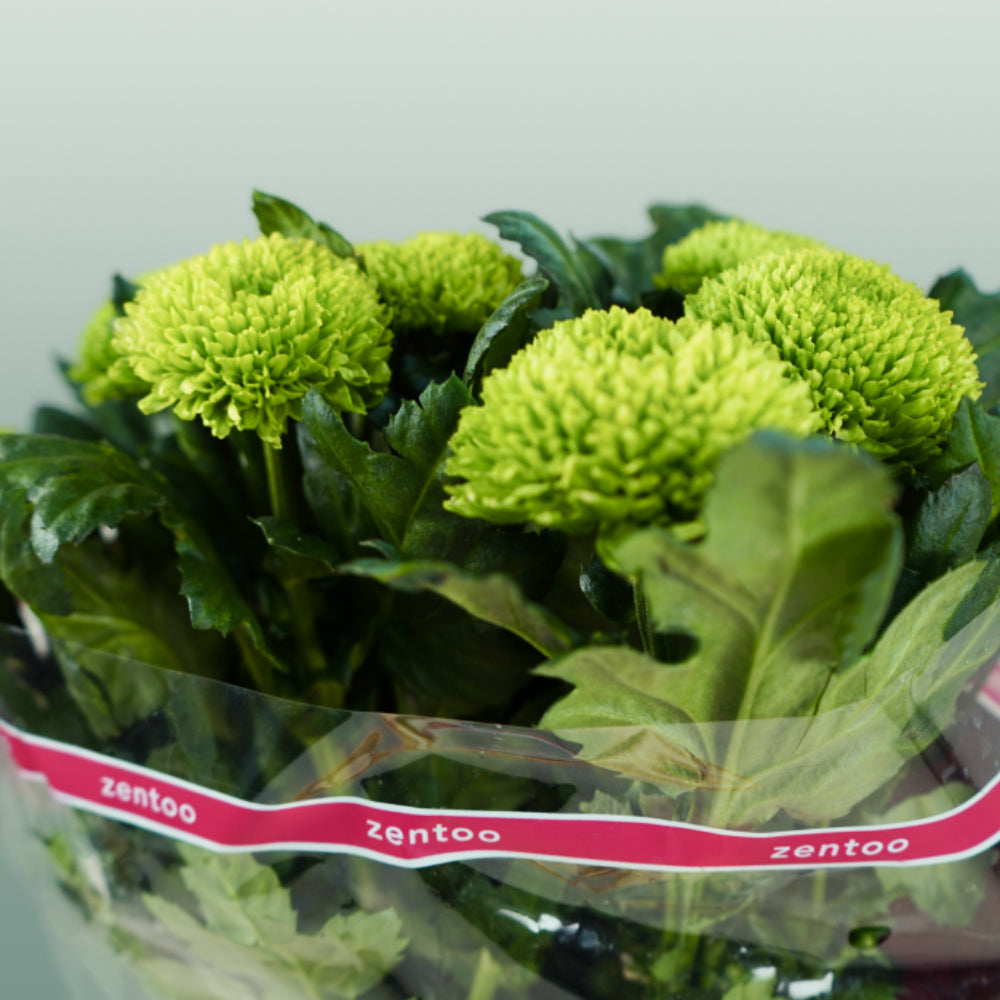 Chrysanthemum G Alemani