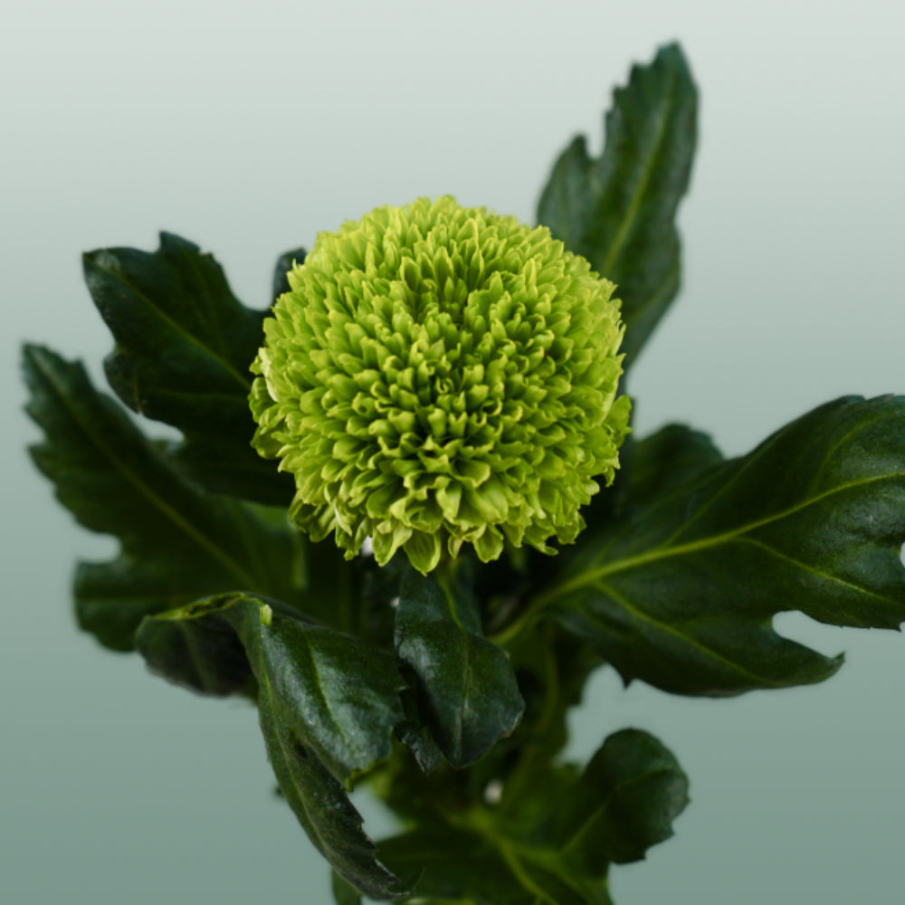 Chrysanthemum G Alemani