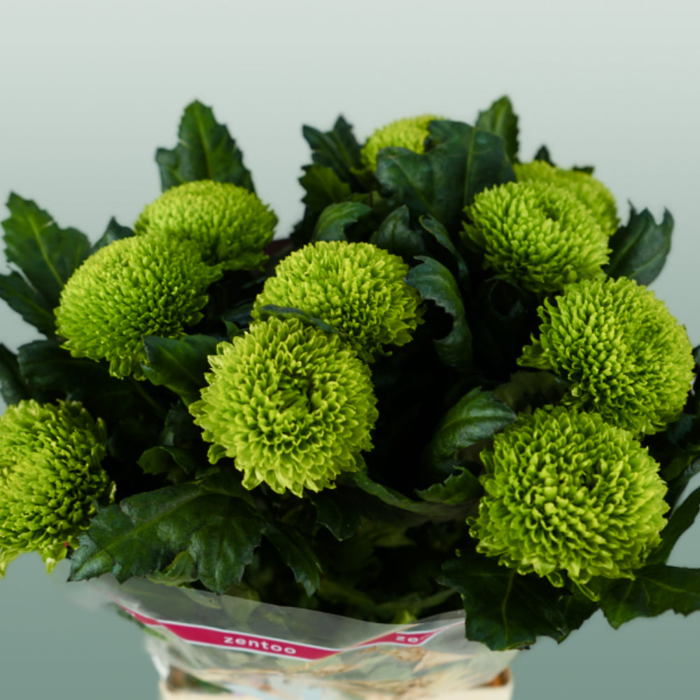 Chrysanthemum G Alemani