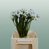 Allium Flocon