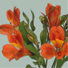 Alstroemeria Dancing Queen (10 Stems)