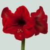 Amaryllis Red Lion