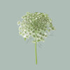 Dill Visnaga (50 Stems)
