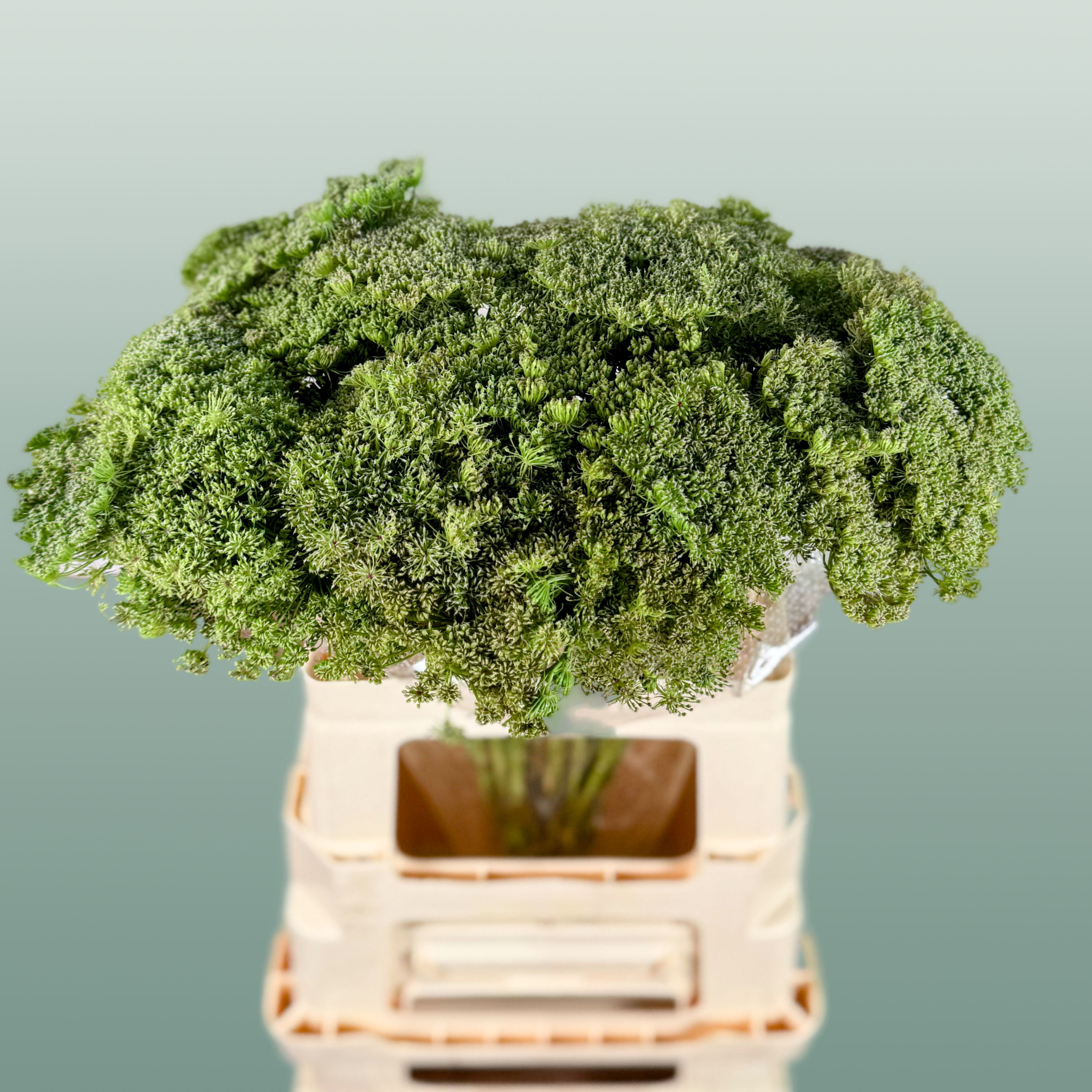 Ammi Green Mist (Dill)