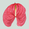 Anthurium Caribo