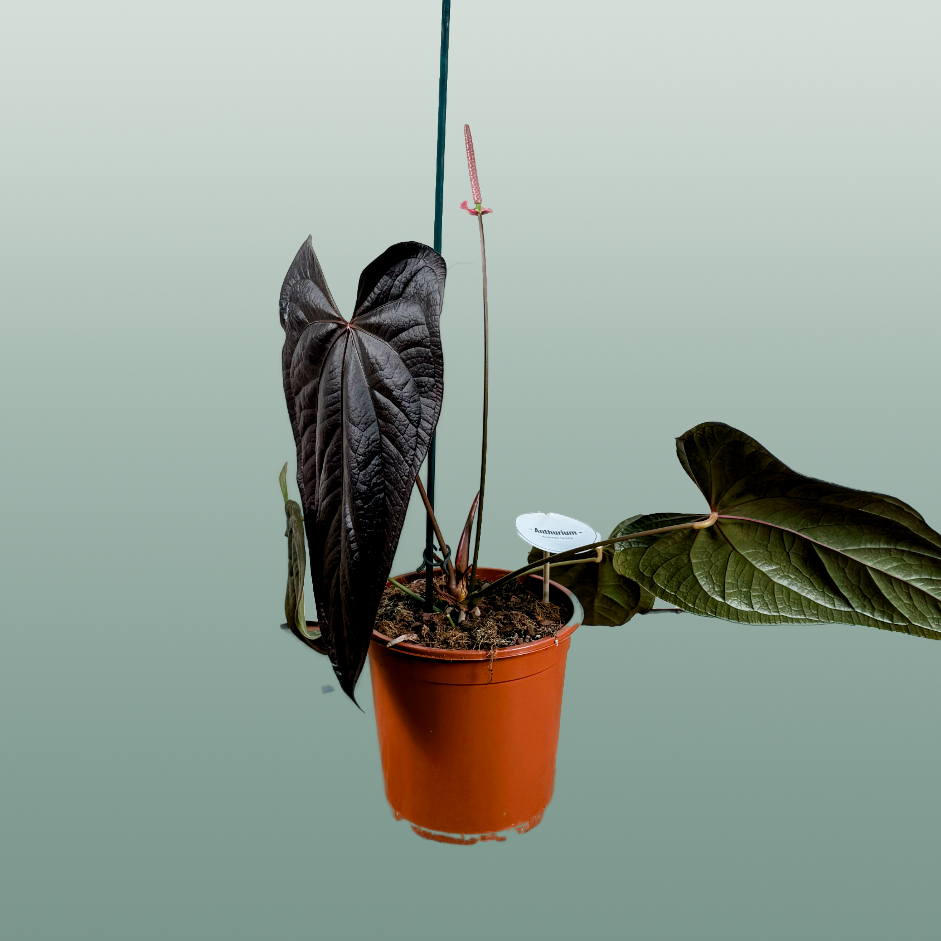 Anthurium Gemengd Special