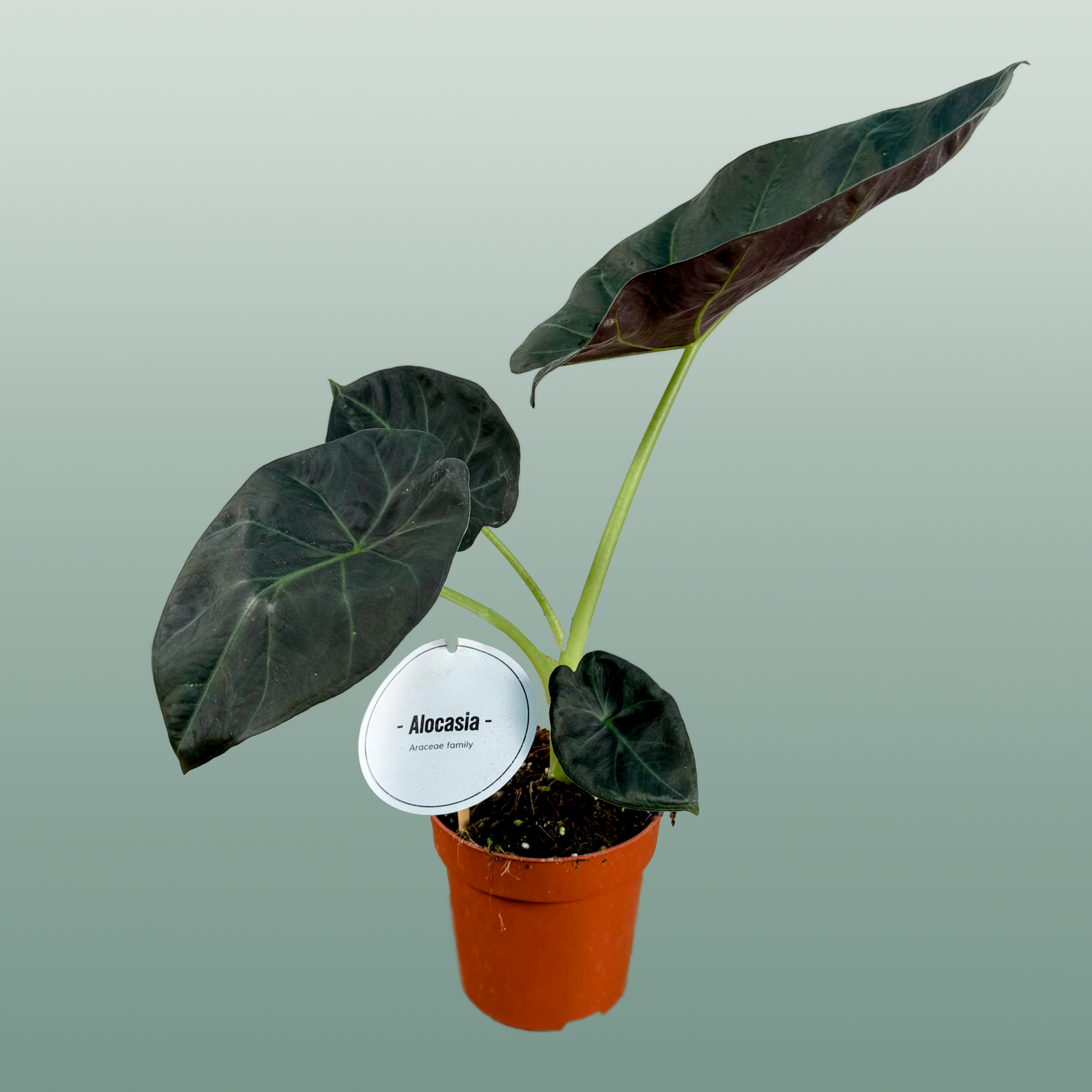 Anthurium Regale
