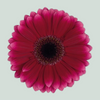 Germini Arabel (20 Stems)
