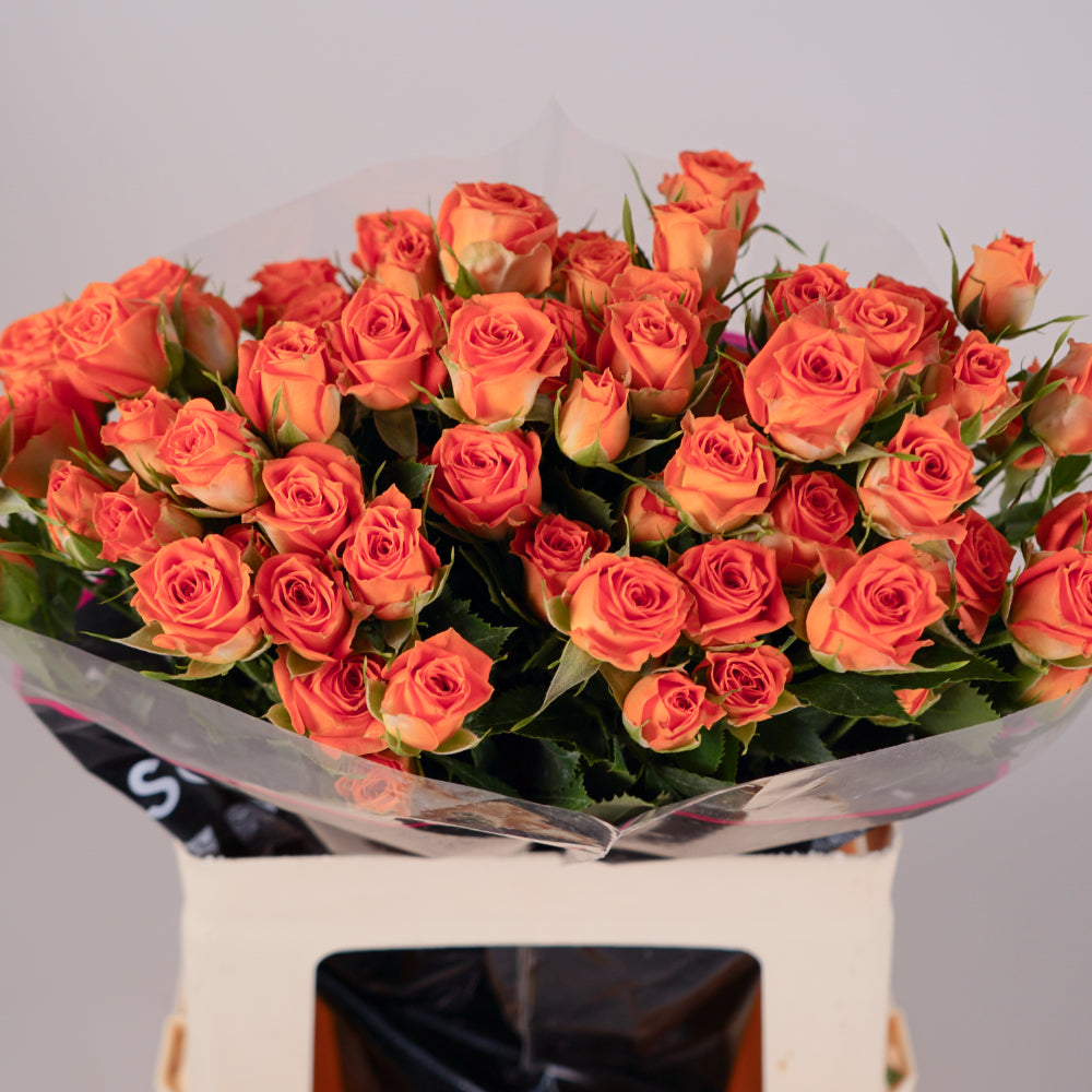 Spray Rose Ayala
