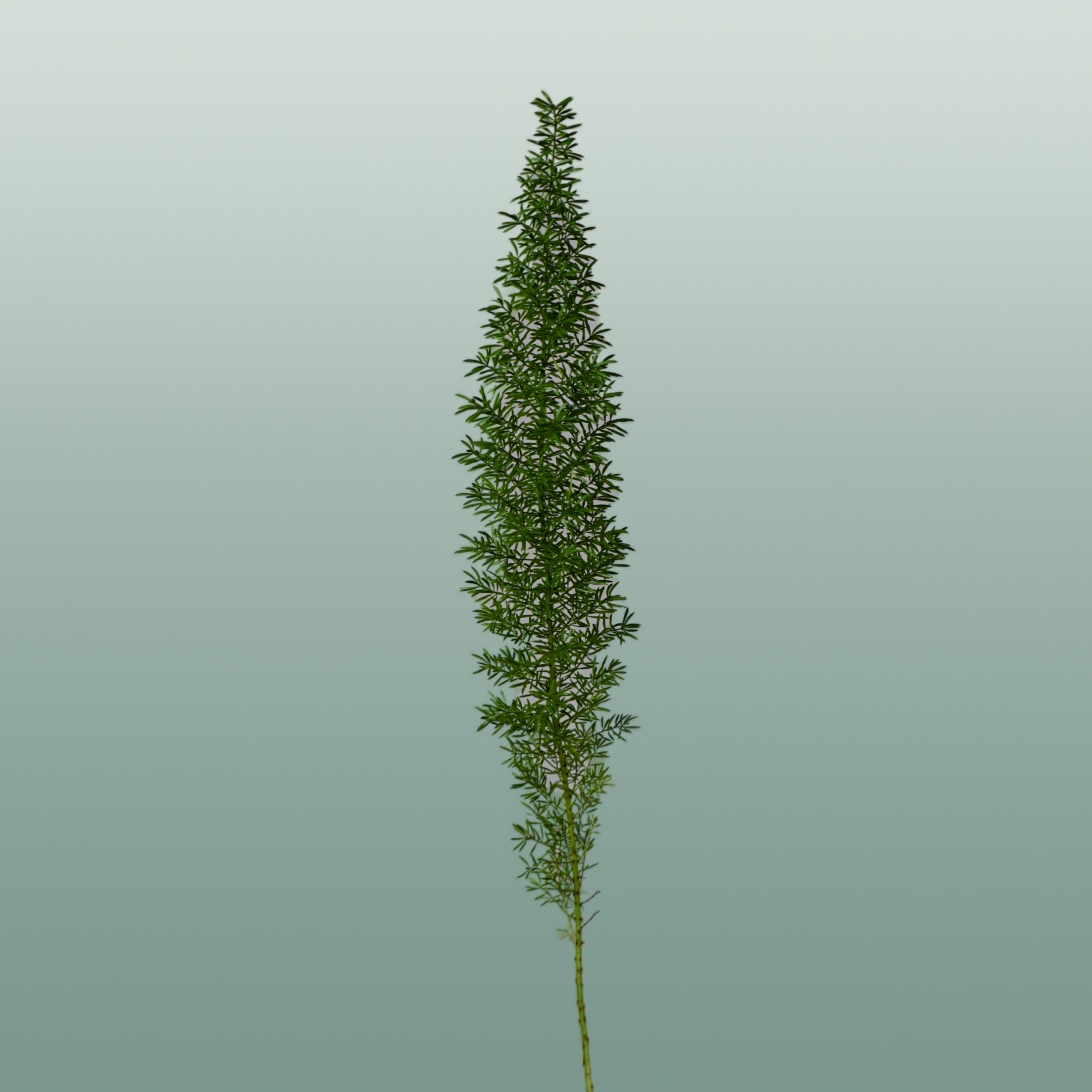 GR Asparagus Myers