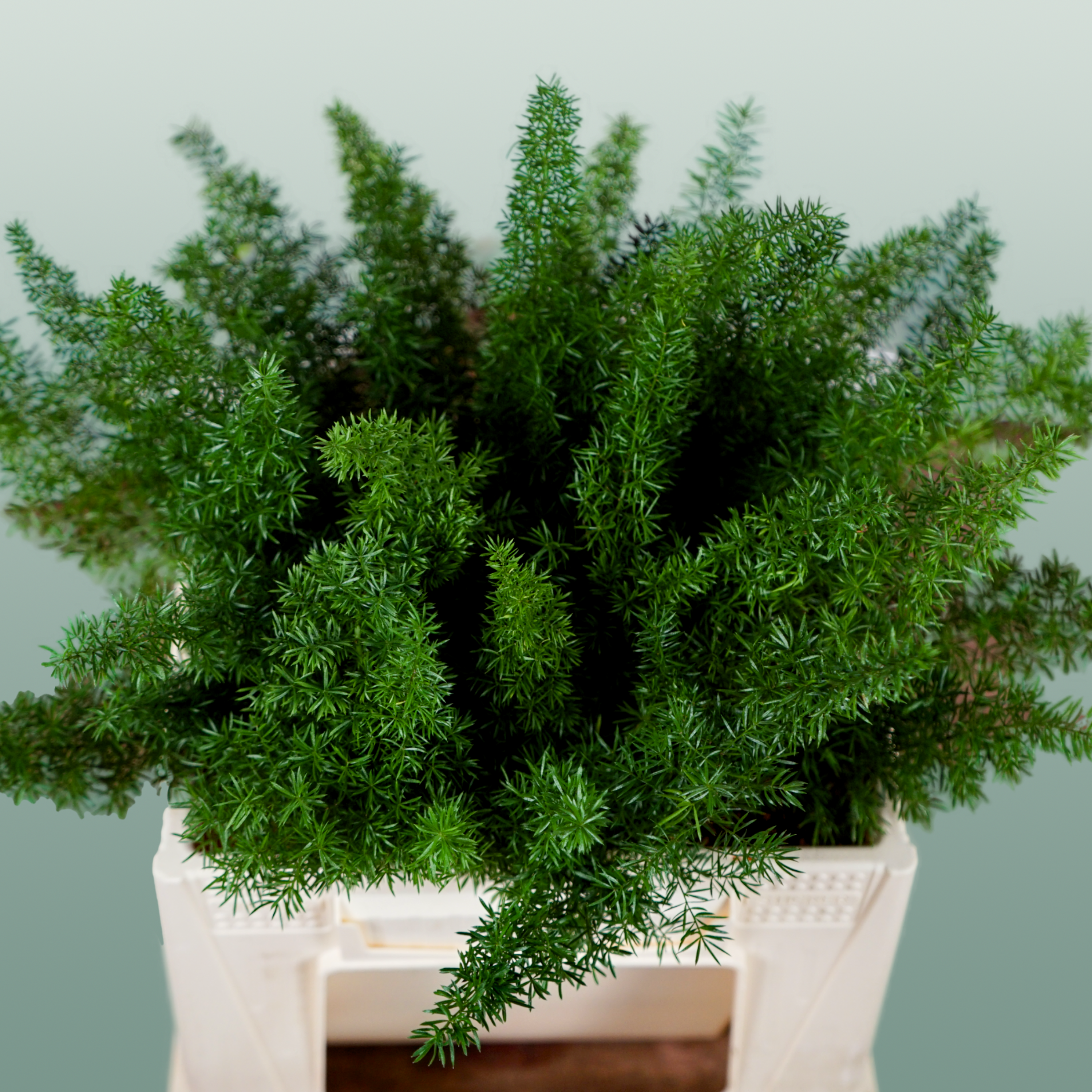 GR Asparagus Myers