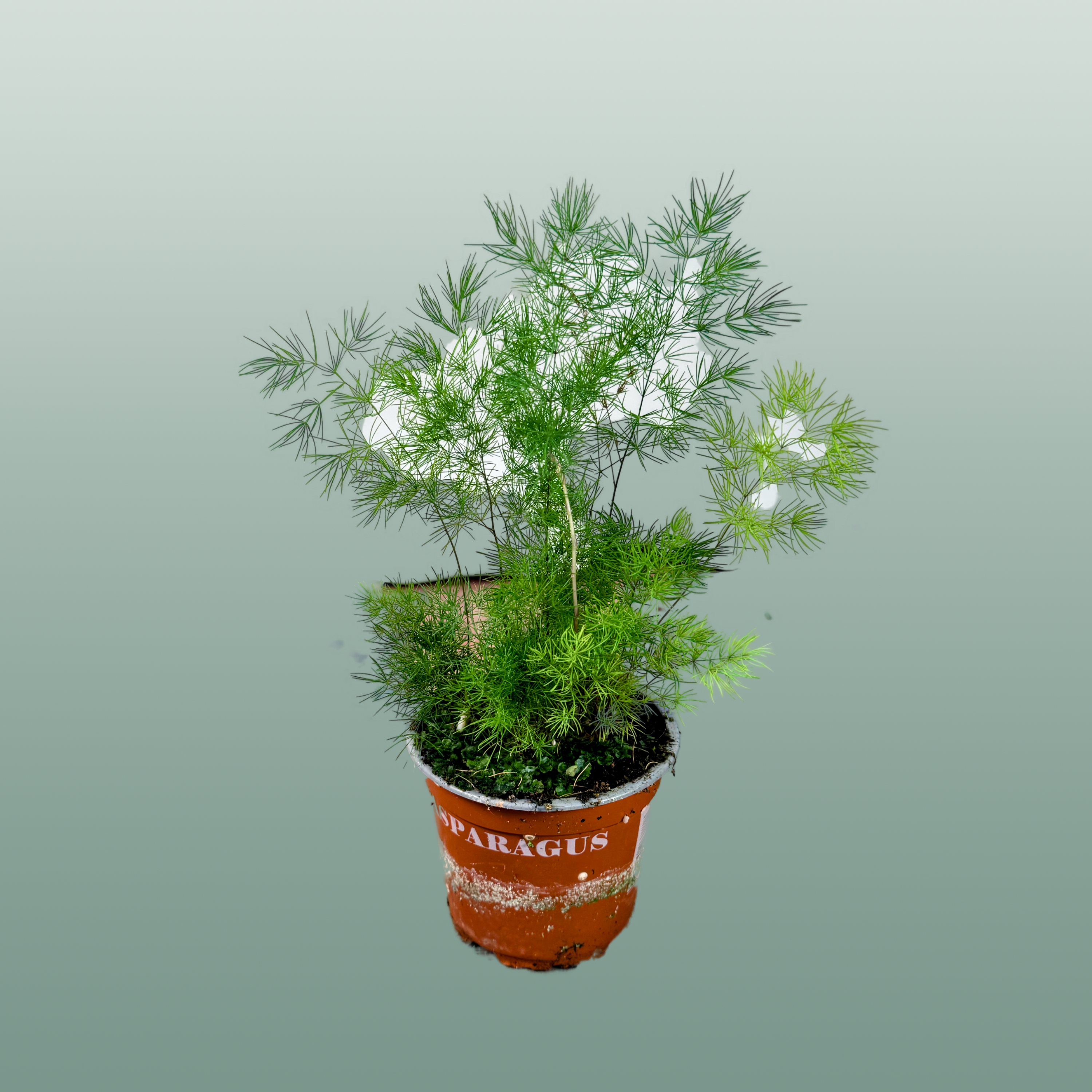 Asparagus Umbellatus