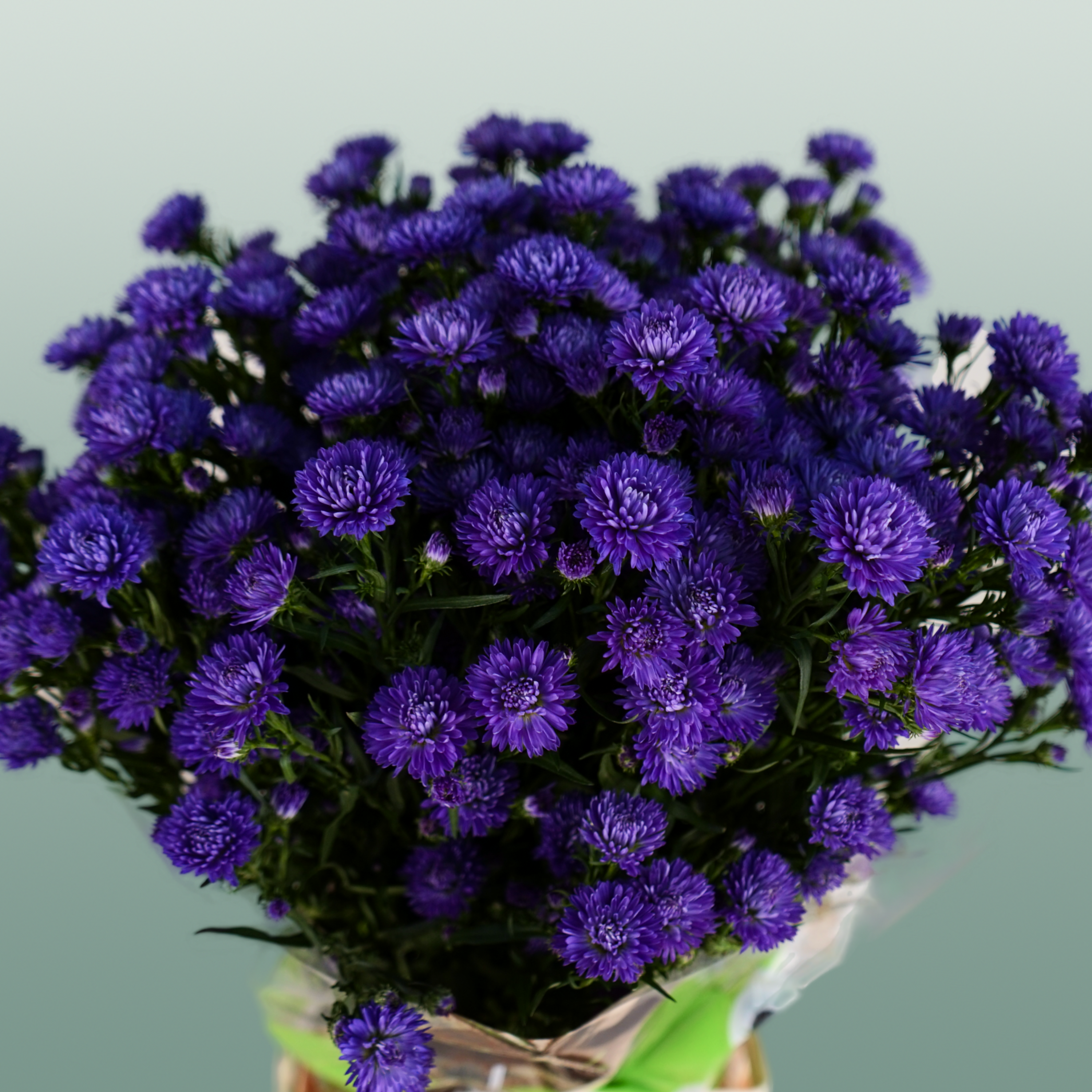 Aster Flash