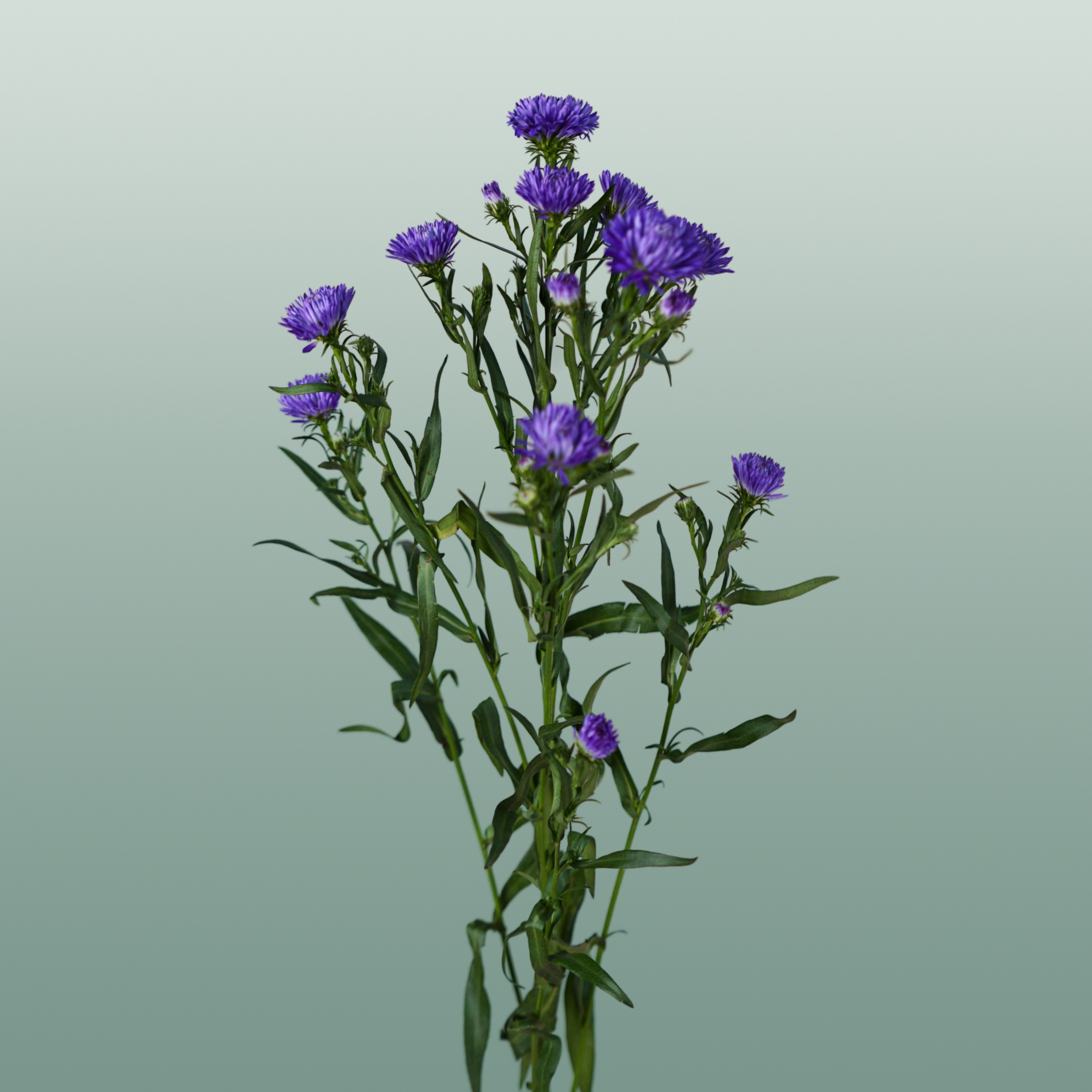 Aster Flash
