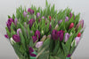 Tulip Mixed Pastel Wholesalers Choice