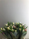 Tulip Mix Pink Wholesalers Choice
