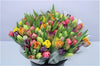 Tulip Double Mixed