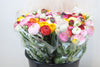 Ranunculus Elegance Rainbow Ex
