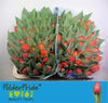 Tulip En Ad Rem Op Kleur