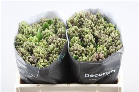 Hyacinth Full House