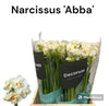 Daffodil Abba