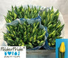 Tulip Yellow Wholesalers Choice