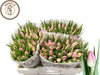 Tulip En First Class